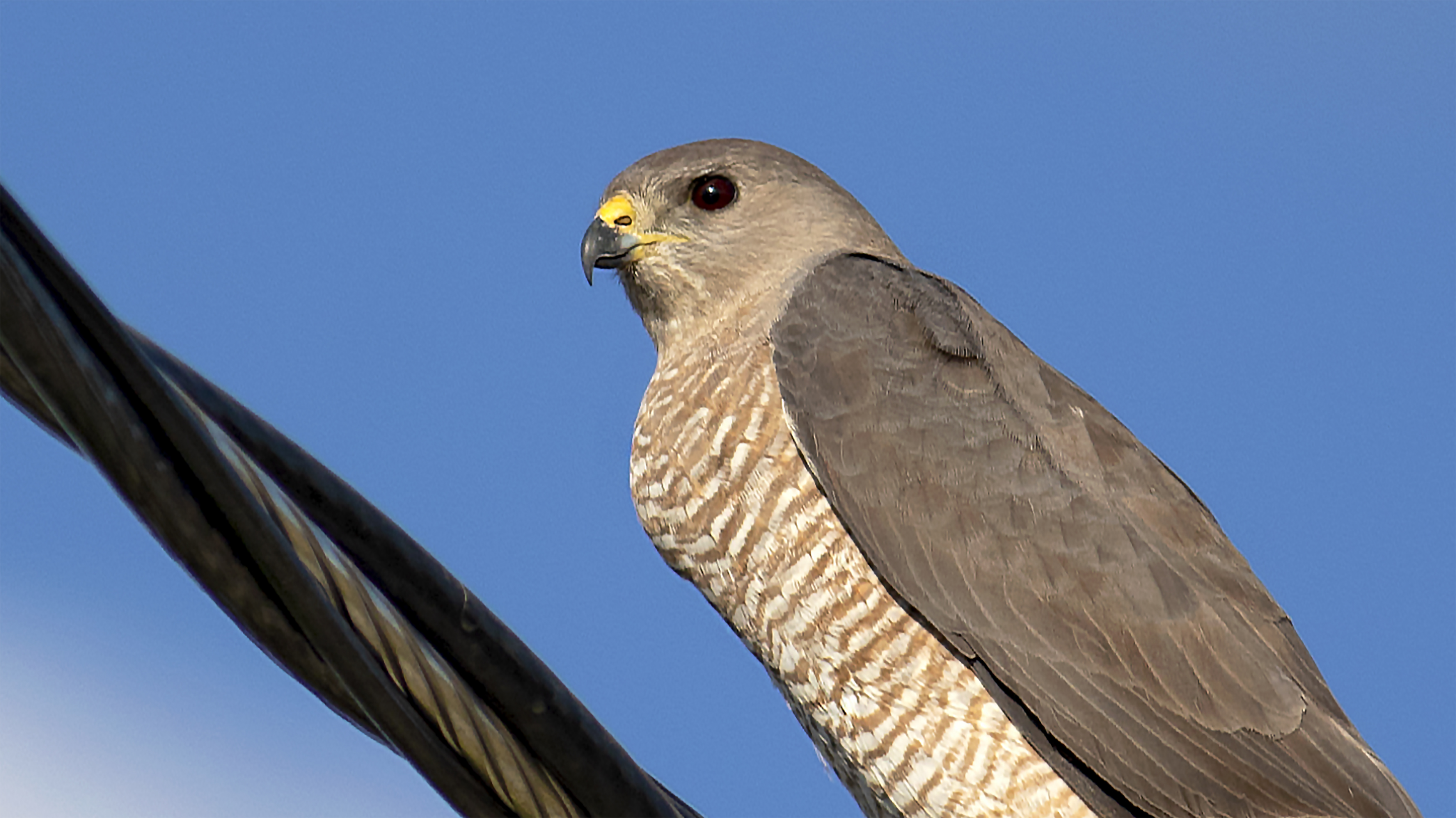 Levant Sparrowhawk